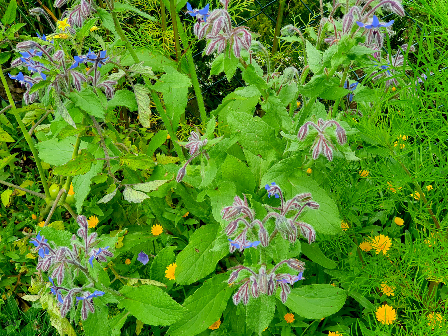 Am Wiesenrand im Garten**