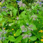 Am Wiesenrand im Garten**