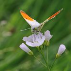 am Wiesenschaumkraut