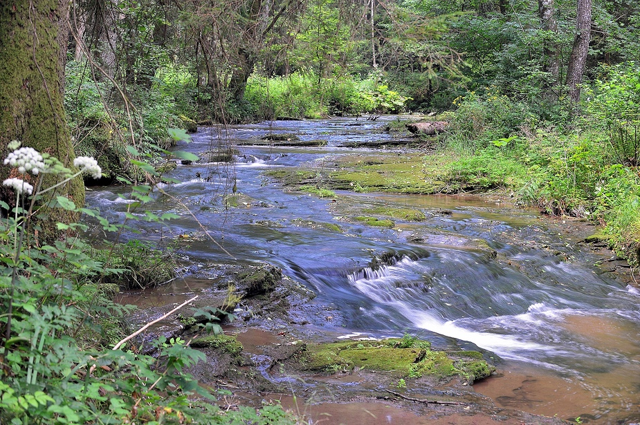 Am Wildbach