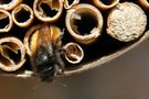 Wildbienen