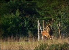 Am Wildschutzzaun