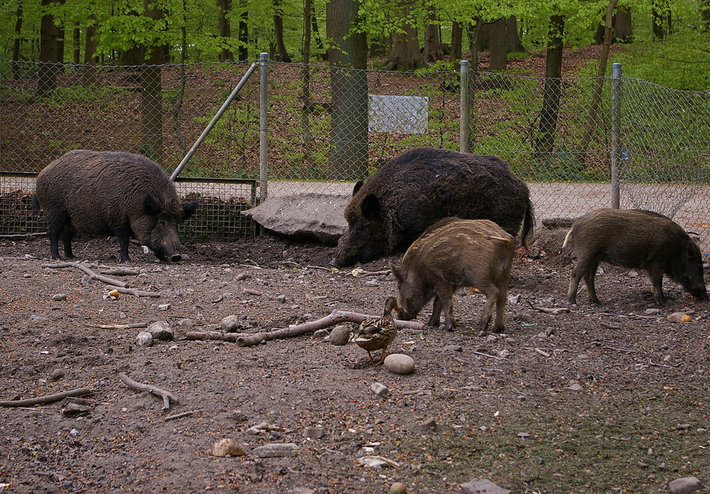 Am Wildschweingehege