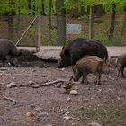 Am Wildschweingehege