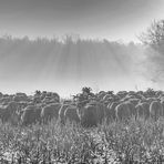 Am winterlichen Morgen