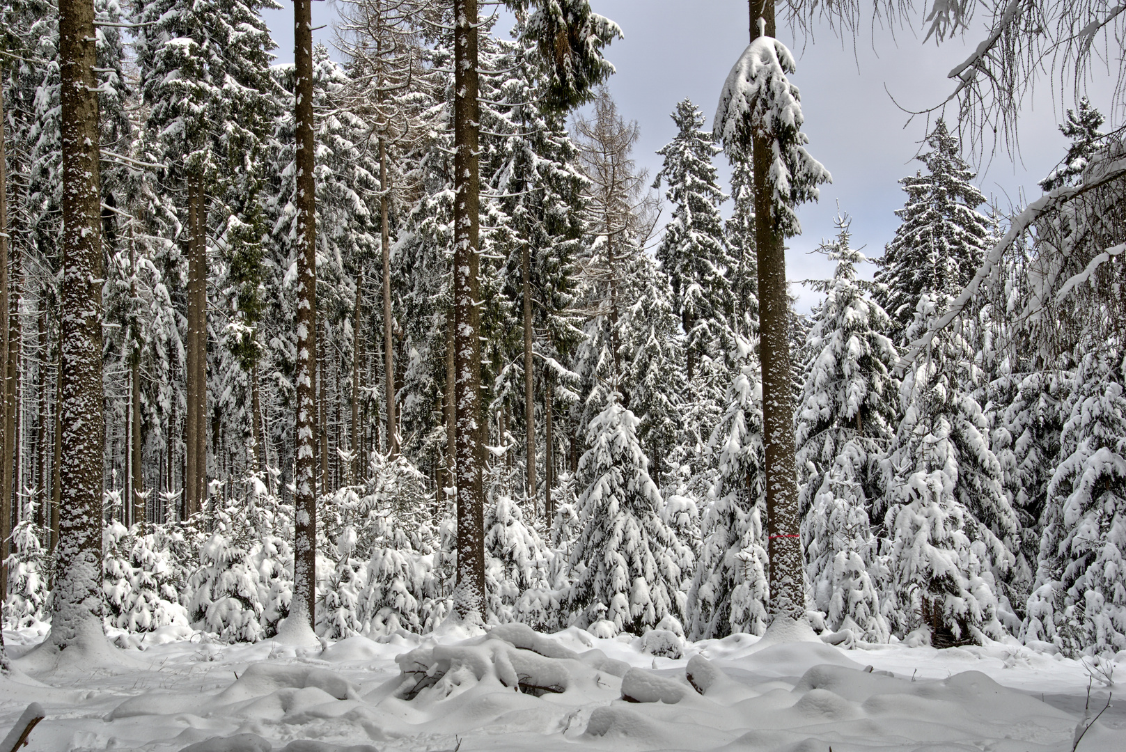 Am winterlichen Nadelwald