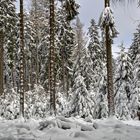 Am winterlichen Nadelwald