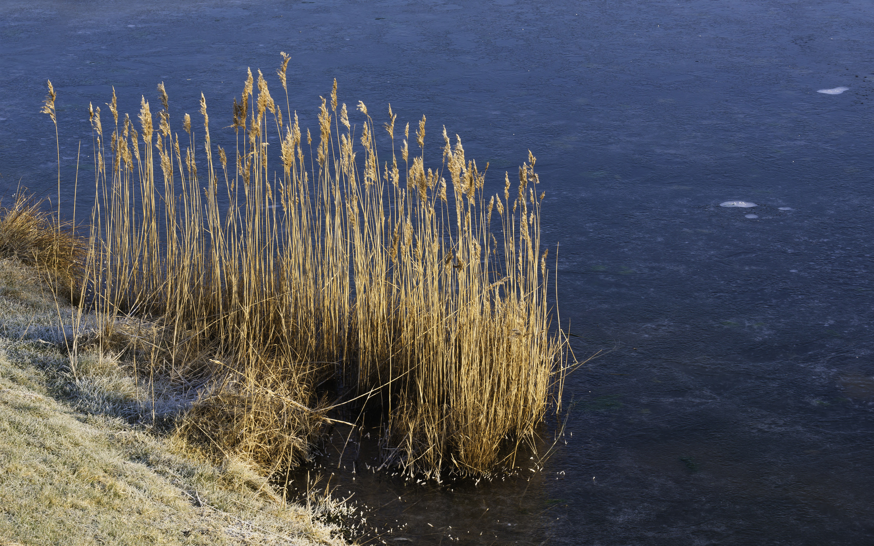 Am winterlichen Teich