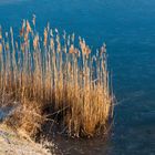 Am winterlichen Teich