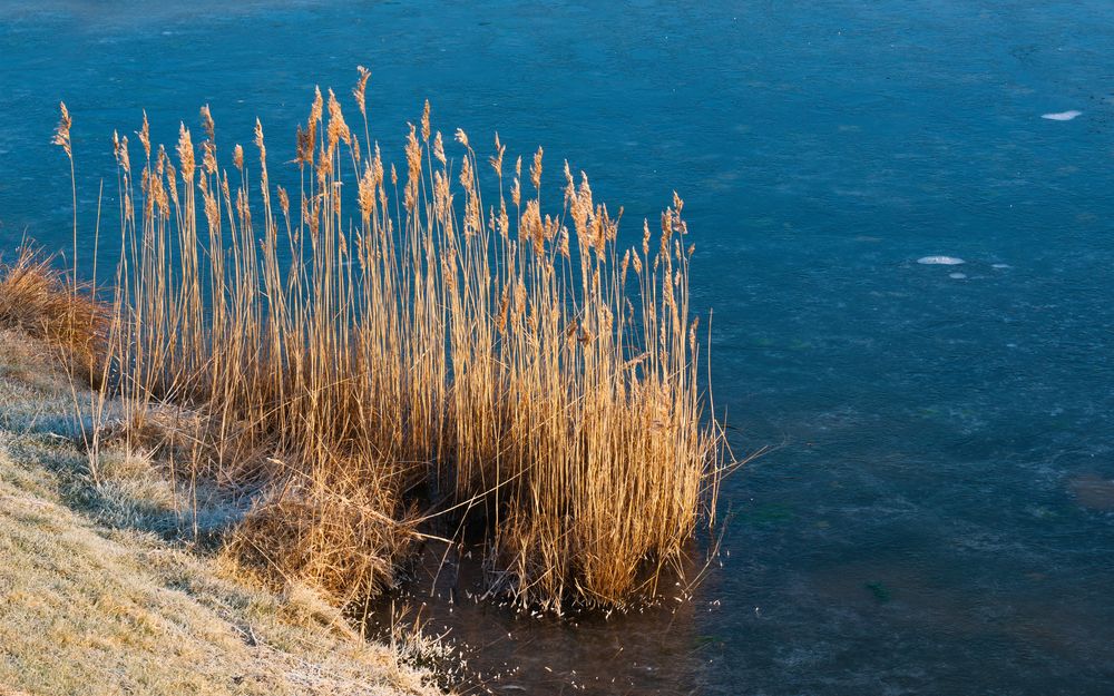 Am winterlichen Teich