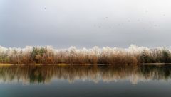 Am winterlichen Vogelweiher