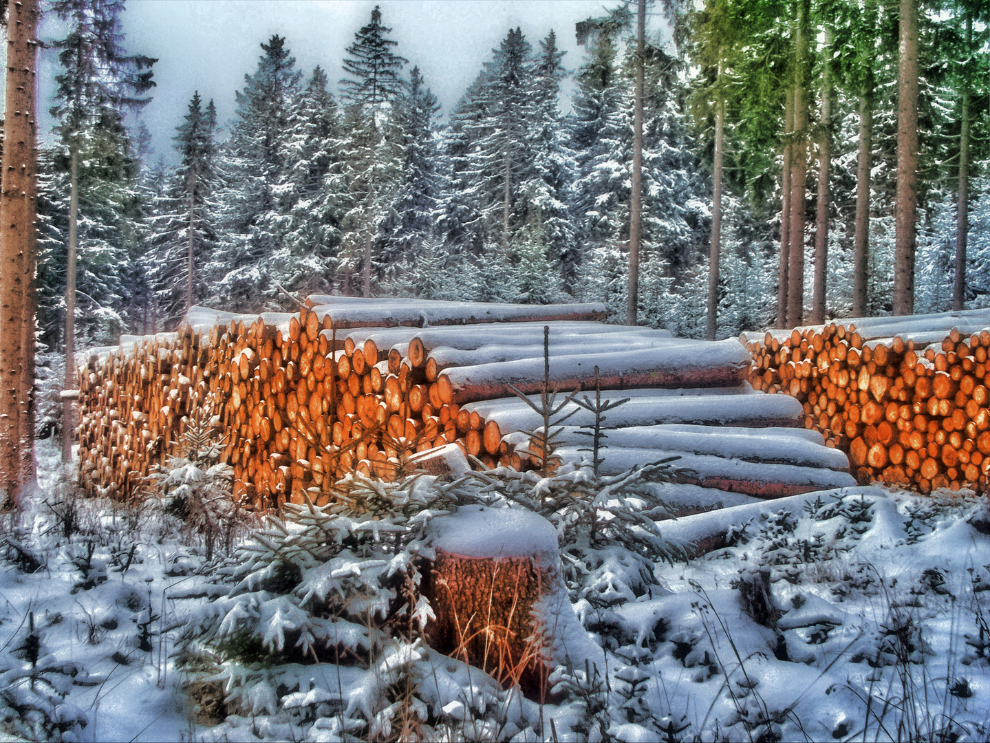 Am Winterwald