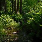 Am Wochenende - Geesthachter Wald