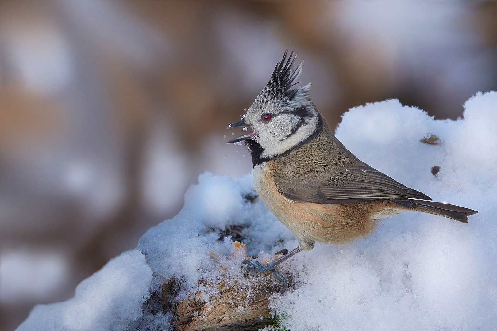 Am Wochenende ist auch bei uns der Winter eingekehrt.