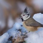 Am Wochenende ist auch bei uns der Winter eingekehrt.