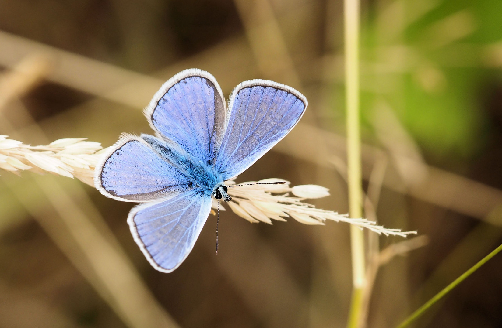 Am Wochenende kann man auch mal blau machen ....