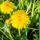 Am Wochenende soll die Sonne scheinen