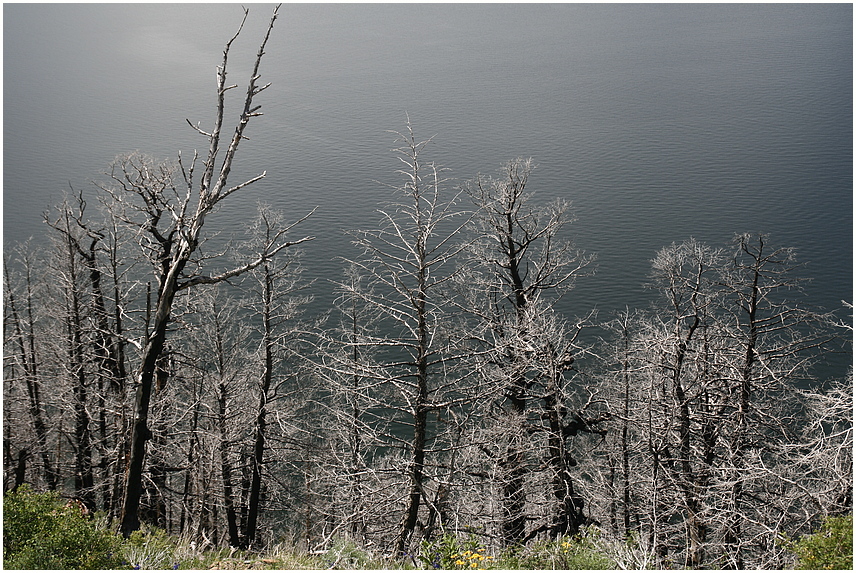 am Yellowstone Lake