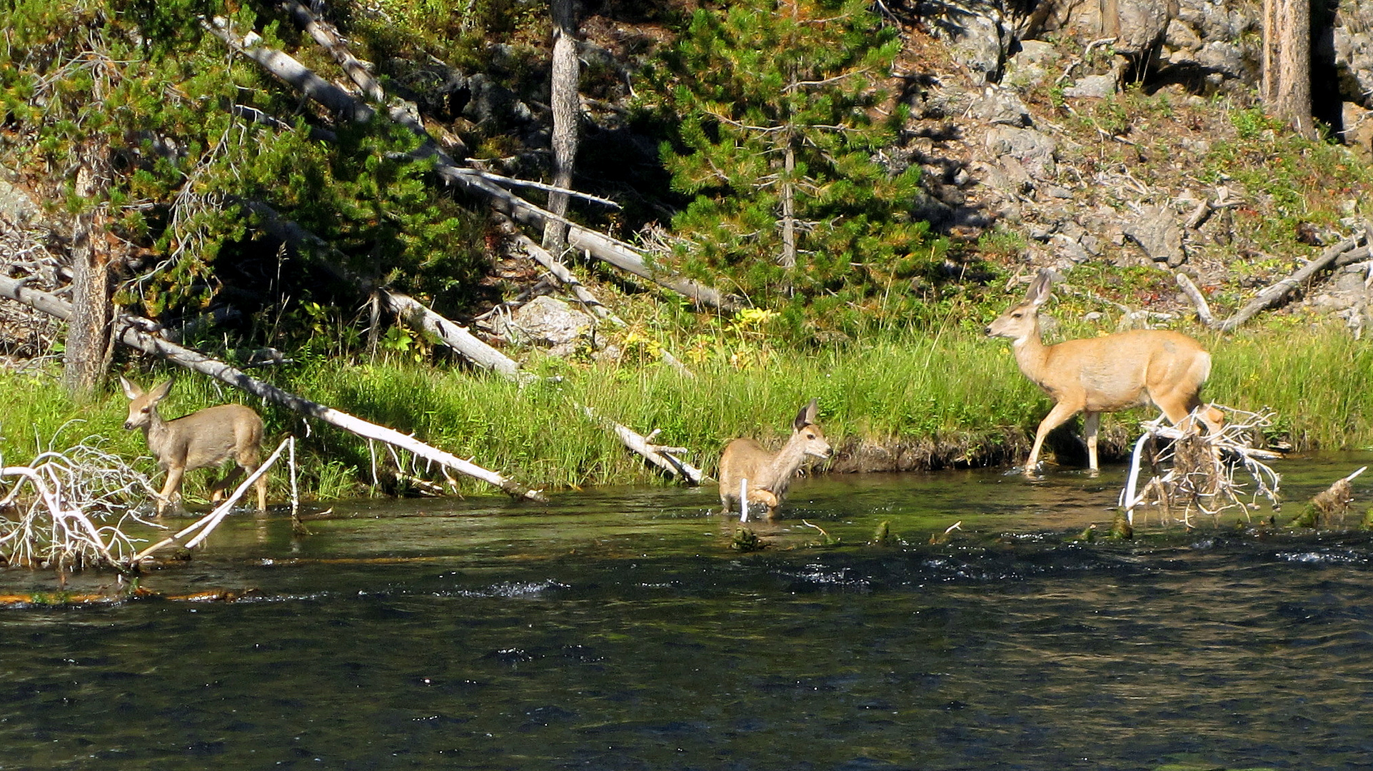 Am Yellowstone River