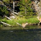 Am Yellowstone River