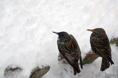 Am Zaun: "Es schneit ..."