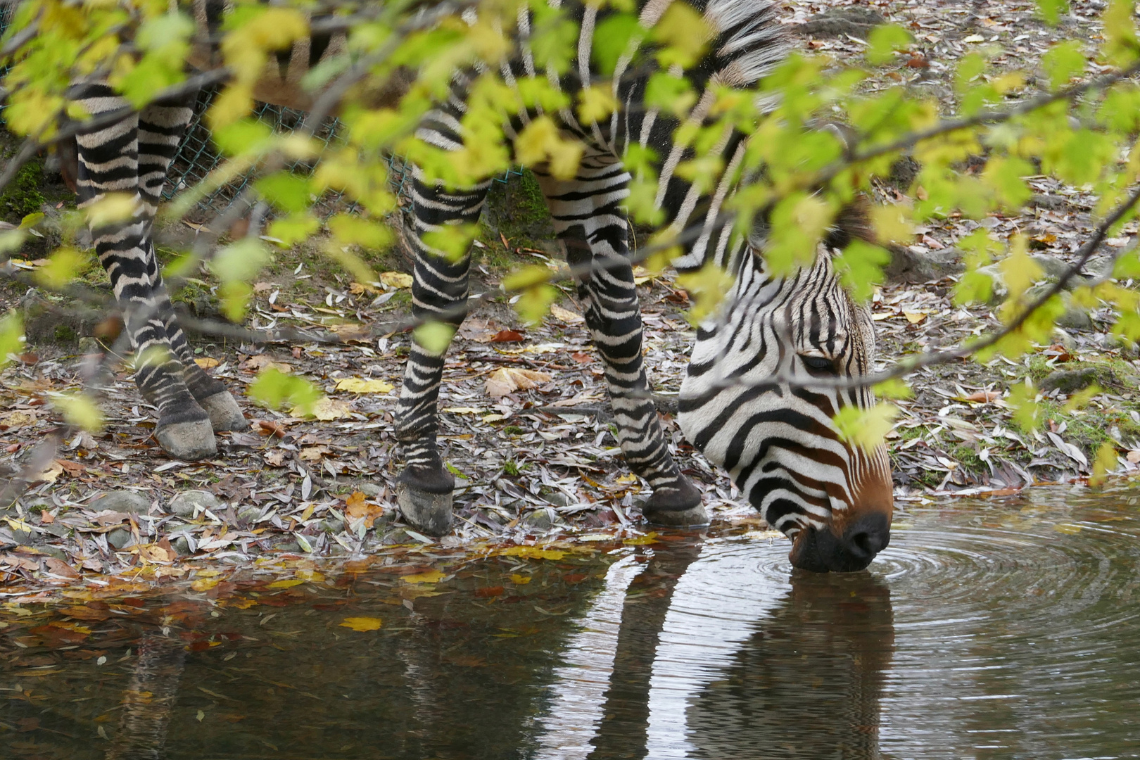 Am Zebrastreifen stehen bleiben