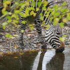 Am Zebrastreifen stehen bleiben