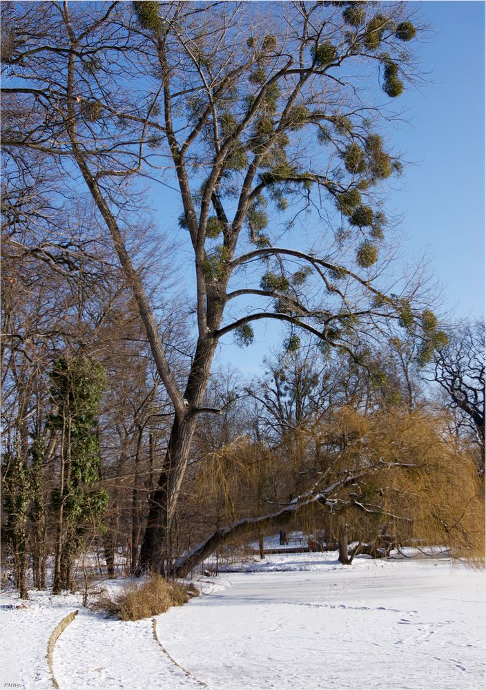 Am zugefrorenen See