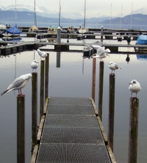 am zugersee