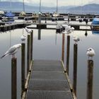 am zugersee