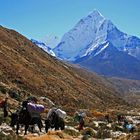 Ama Dablam mit Yaks