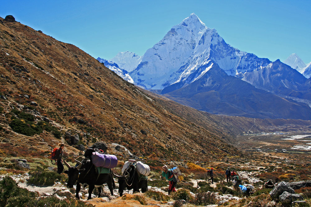 Ama Dablam mit Yaks