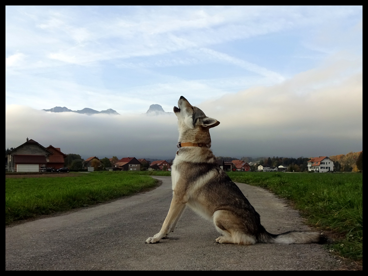 Amadeus heult wie ein grosser Wolf .