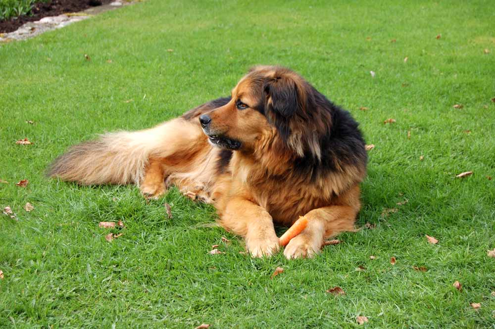 Amadeus residiert im Garten