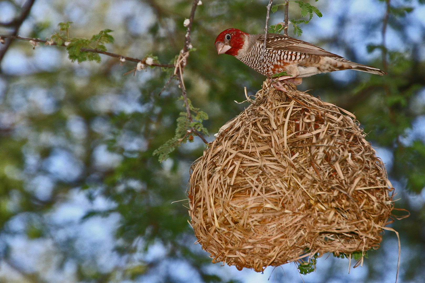 Amadinen sind keine Nestbaukünstler