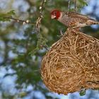 Amadinen sind keine Nestbaukünstler