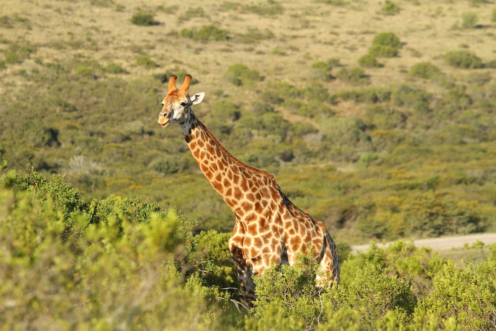 Amakhala Game Reserve