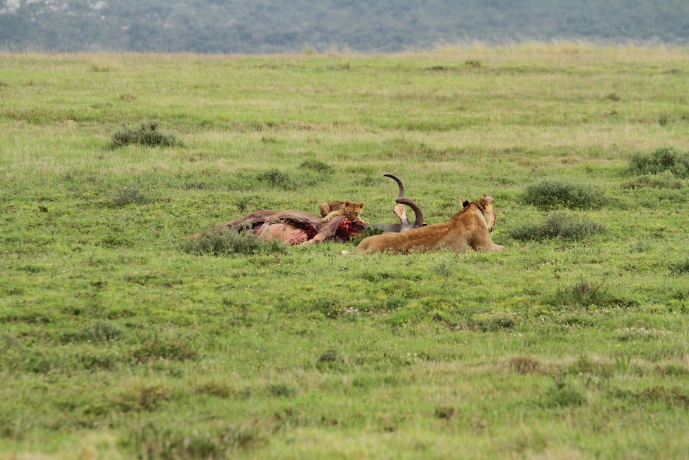 Amakhala Game Reserve Safari