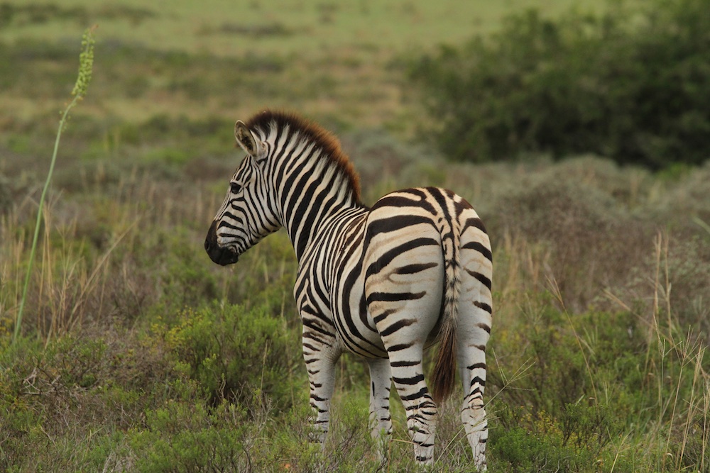 Amakhala Game Reserve Safari Zebra