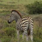 Amakhala Game Reserve Safari Zebra