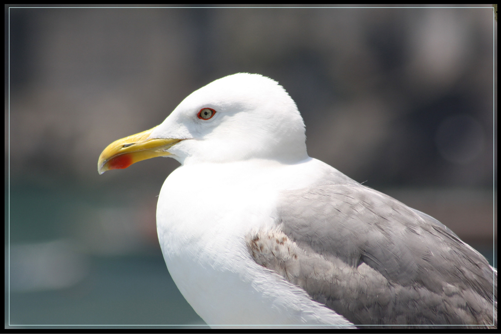 "Amalfi-Möwe"