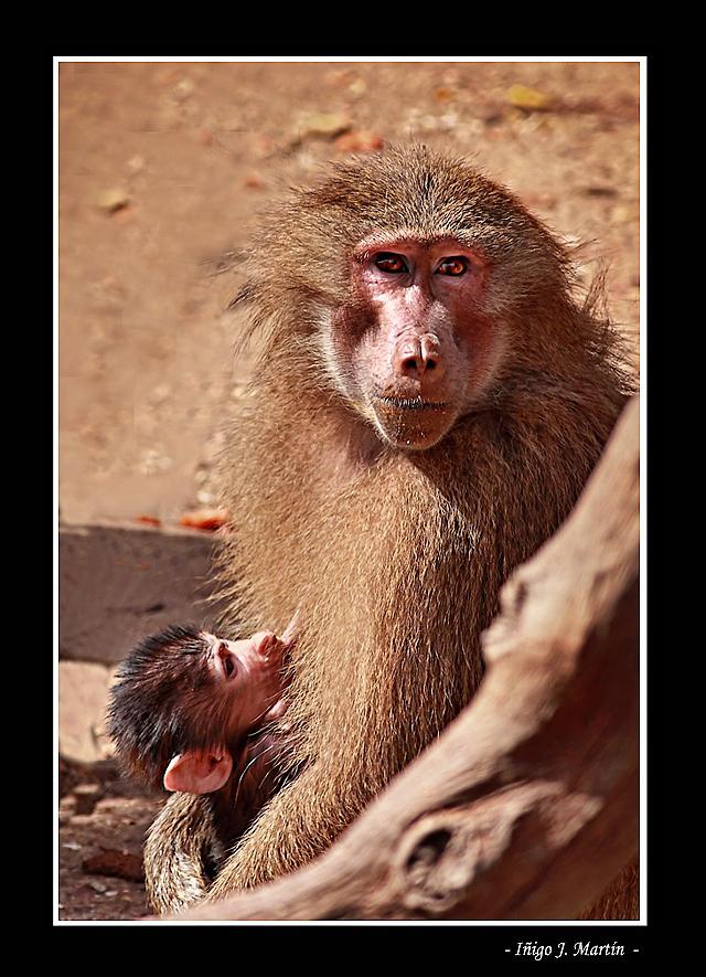 AMAMANTANDO (ZOO DE MADRID V)