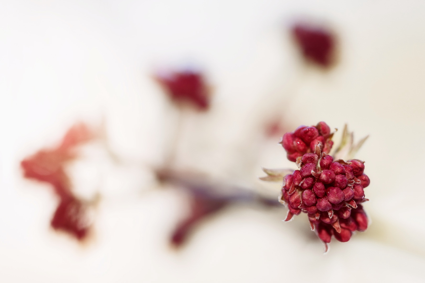 Amamelide Foto & Bild pflanzen, pilze & flechten, blüten