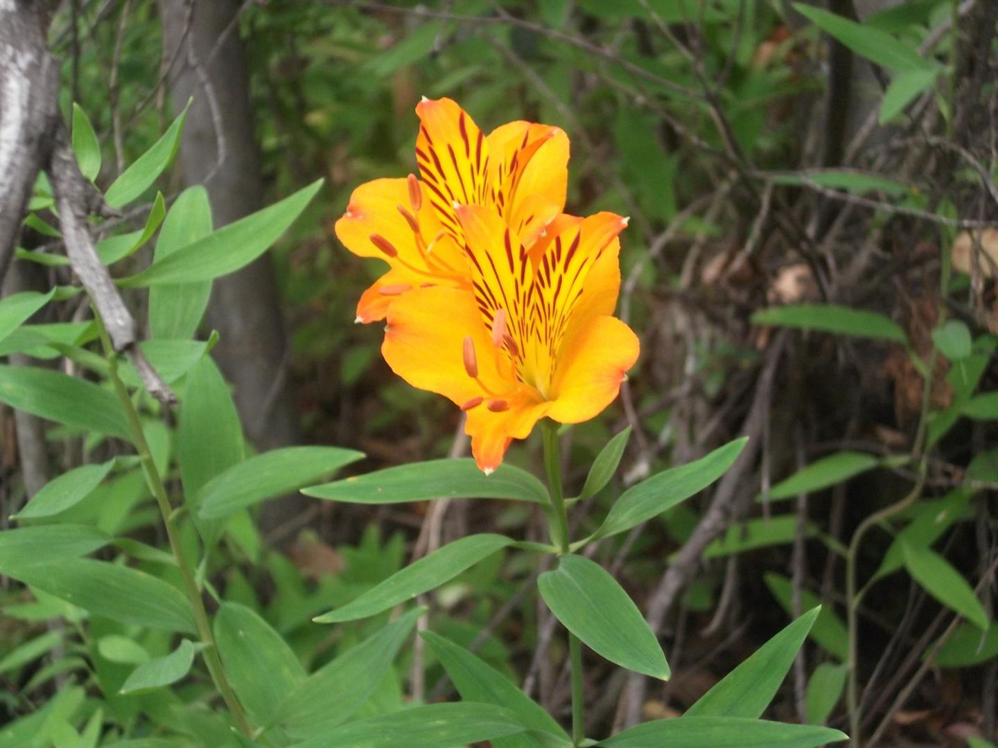 Amancay Flora Andinopatagonica