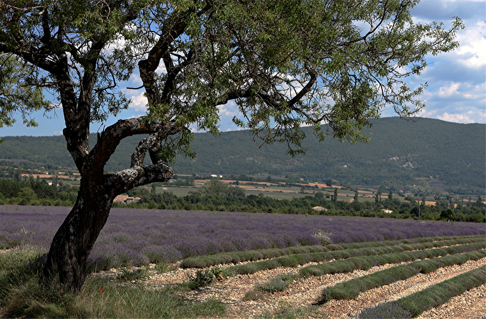 AMANDIER AUX LAVANDES