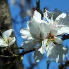 Amandier en Fleur à Cagnes sur Mer - Mandelblüte in Cagnes sur Mer