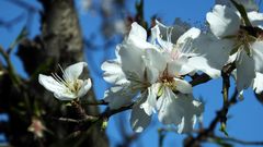 Amandier en Fleur à Cagnes sur Mer - Mandelblüte in Cagnes sur Mer