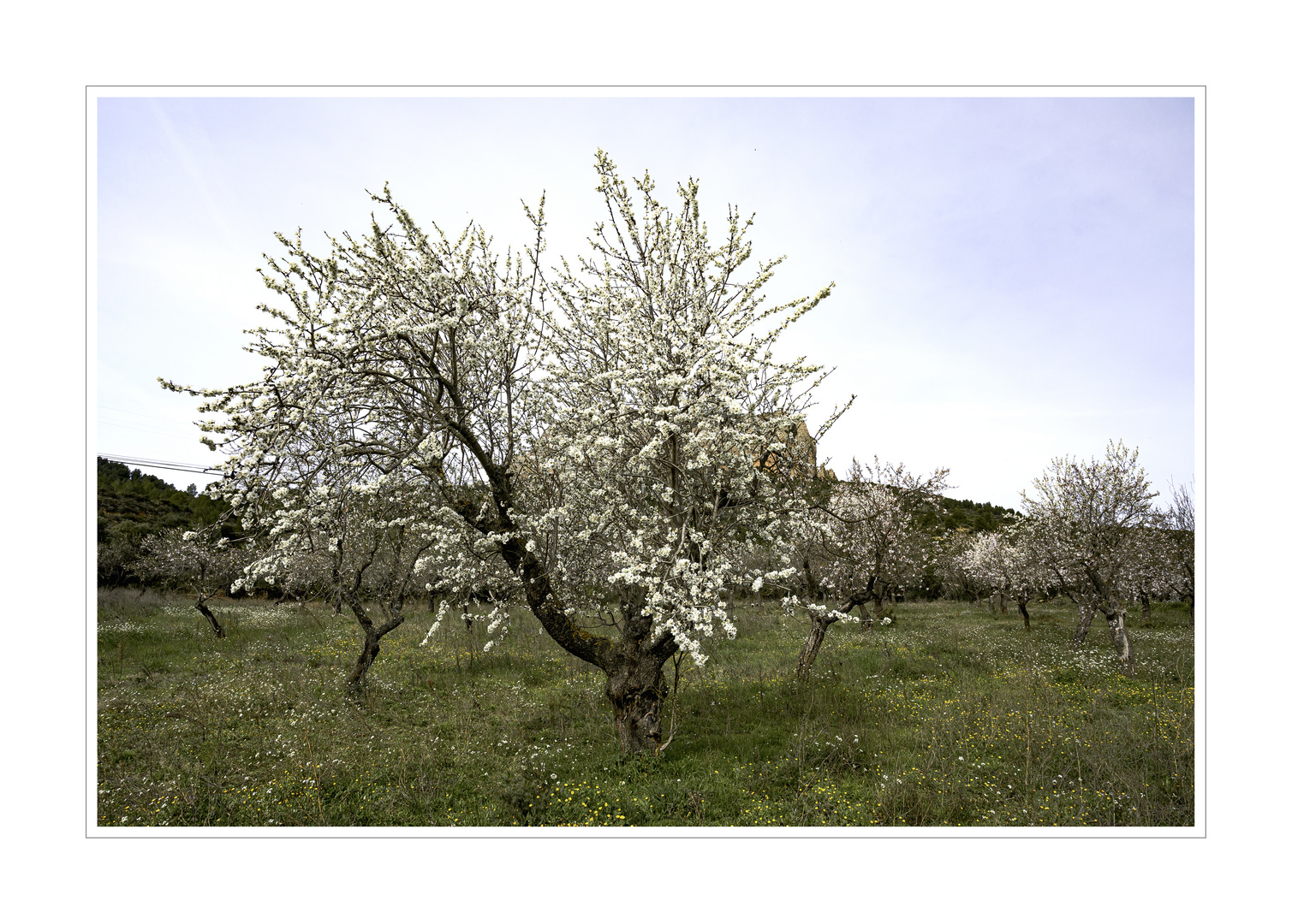 Amandier en fleurs