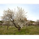 Amandier en fleurs