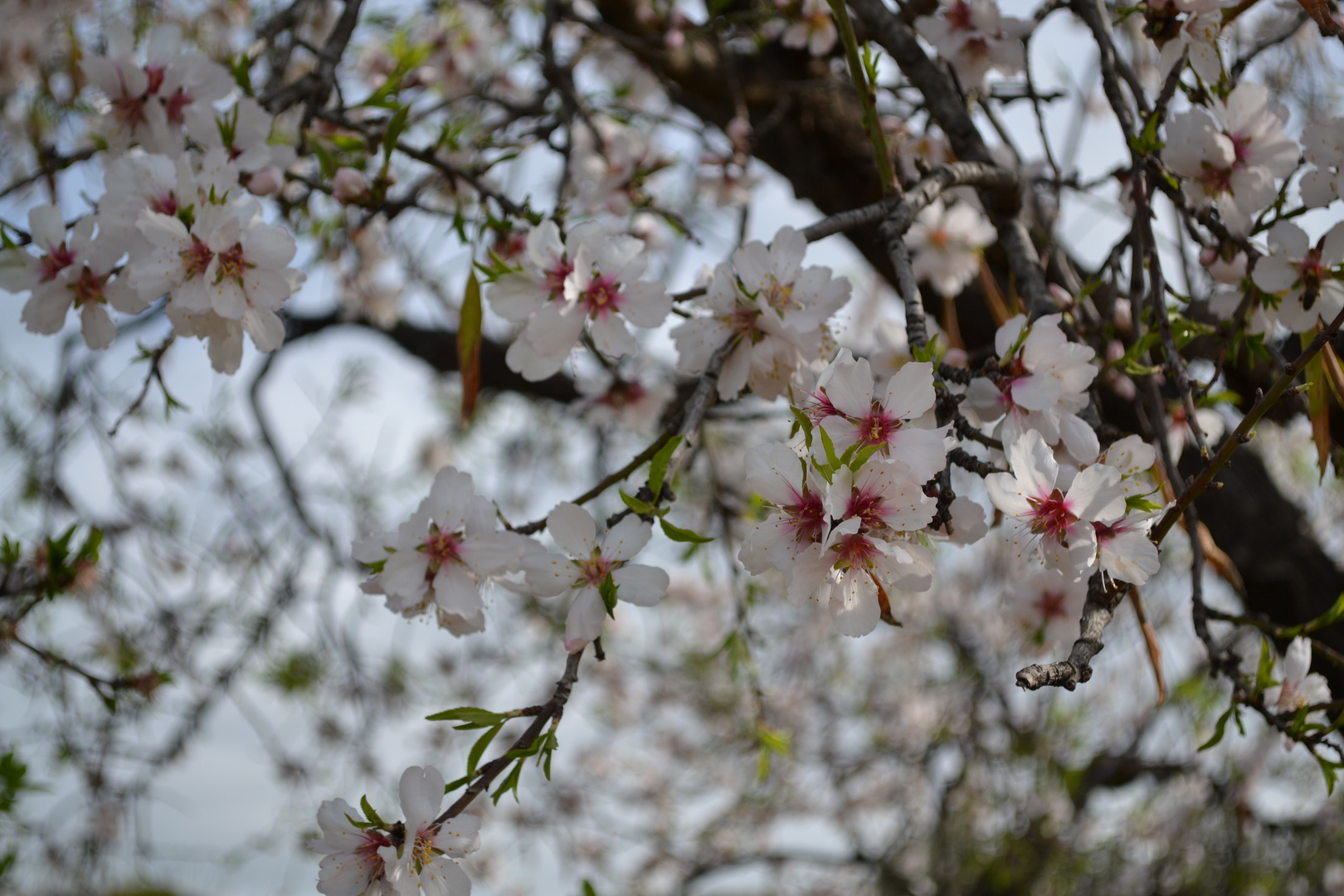 Amandier en fleurs